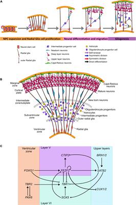 Revealing the Impact of Mitochondrial Fitness During Early Neural Development Using Human Brain Organoids